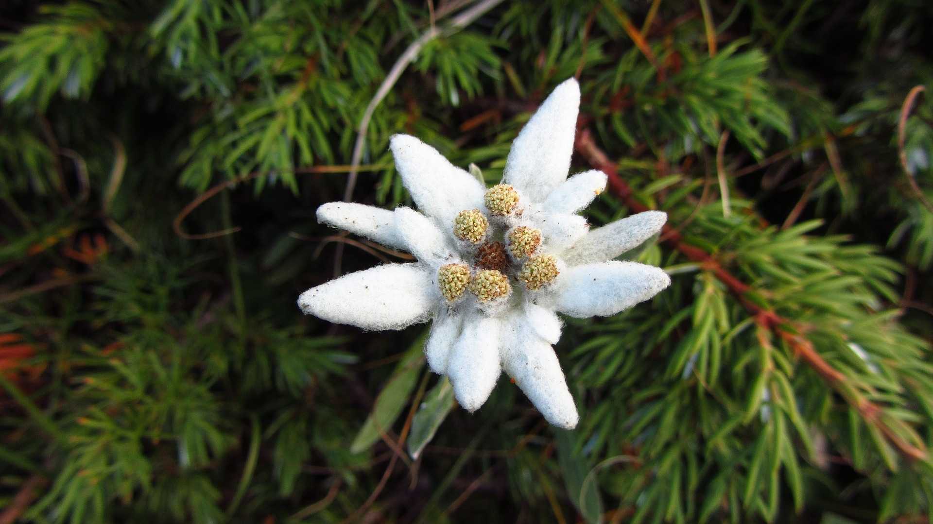 edelweiss